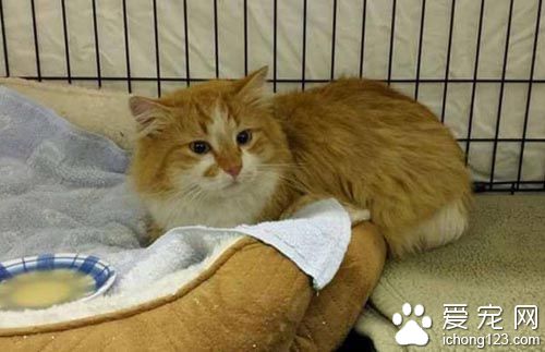 橘猫受困树上饱受惊吓 救援后终于放松并学着信任人