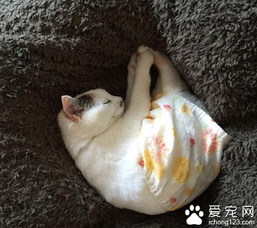 用心的猫奴爱替猫咪穿衣打扮 背后是奴才满满的爱！