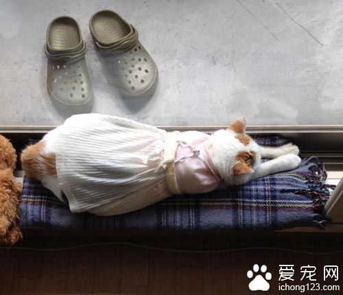 用心的猫奴爱替猫咪穿衣打扮 背后是奴才满满的爱！