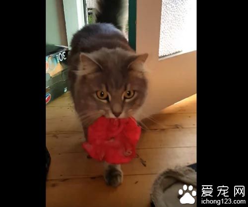 猫奴一开门超惊喜 猫咪叼着礼物走进来