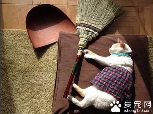 用心的猫奴爱替猫咪穿衣打扮 背后是奴才满满的爱！