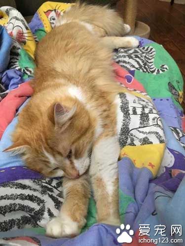 橘猫受困树上饱受惊吓 救援后终于放松并学着信任人