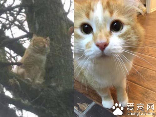 橘猫受困树上饱受惊吓 救援后终于放松并学着信任人