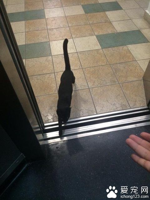 网友搭电梯遇黑猫 到底它想去哪儿？