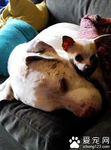 重达１００磅的大狗狗其实是温柔的小伙伴