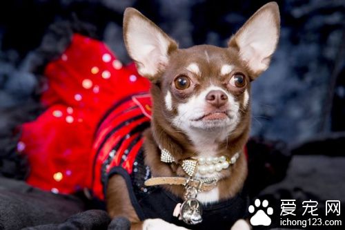 狗比狗气死狗 狗狗享奢华生活成名媛引领时尚潮流