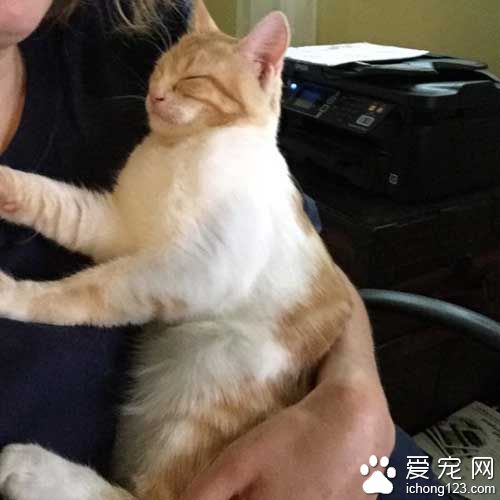 橘猫就爱躺猫奴胸口 原来背后有心酸故事