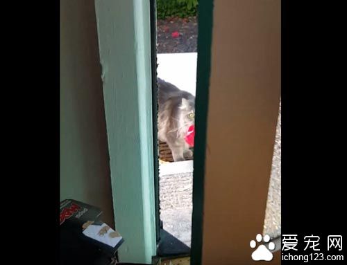 猫奴一开门超惊喜 猫咪叼着礼物走进来
