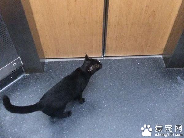 网友搭电梯遇黑猫 到底它想去哪儿？