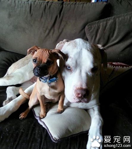 重达１００磅的大狗狗其实是温柔的小伙伴