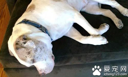 重达１００磅的大狗狗其实是温柔的小伙伴