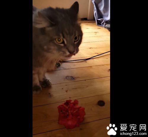 猫奴一开门超惊喜 猫咪叼着礼物走进来
