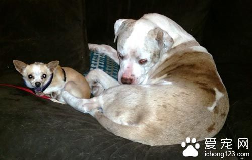 重达１００磅的大狗狗其实是温柔的小伙伴