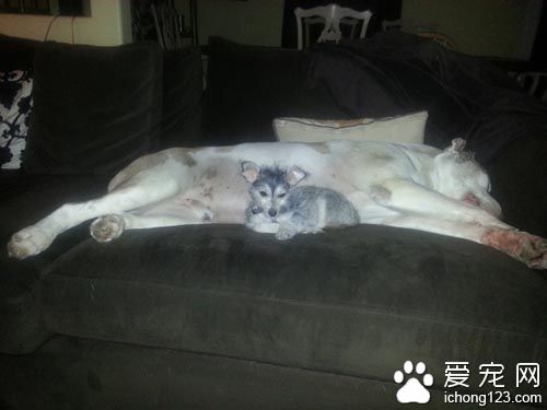 重达１００磅的大狗狗其实是温柔的小伙伴