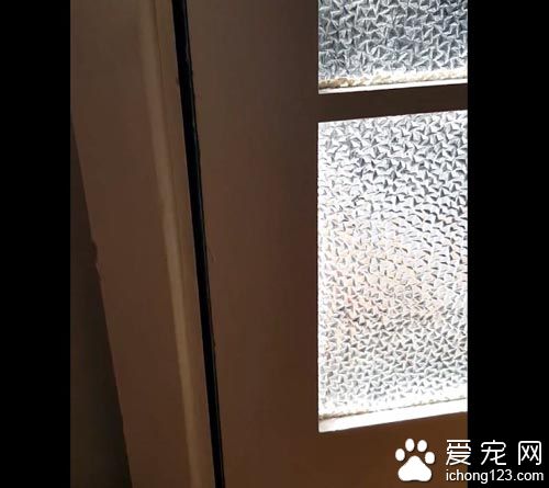 猫奴一开门超惊喜 猫咪叼着礼物走进来