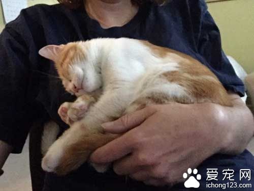 橘猫就爱躺猫奴胸口 原来背后有心酸故事