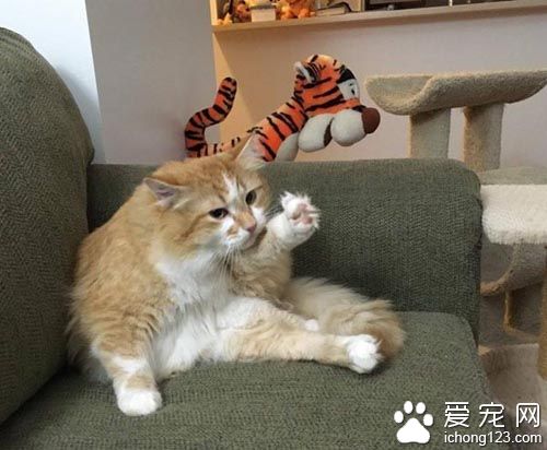 橘猫受困树上饱受惊吓 救援后终于放松并学着信任人