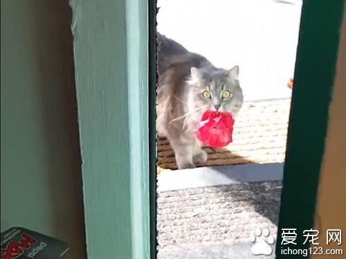 猫奴一开门超惊喜 猫咪叼着礼物走进来