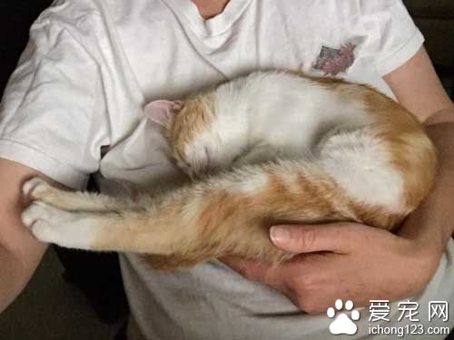 橘猫就爱躺猫奴胸口 原来背后有心酸故事