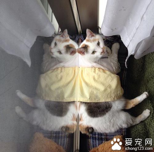 用心的猫奴爱替猫咪穿衣打扮 背后是奴才满满的爱！