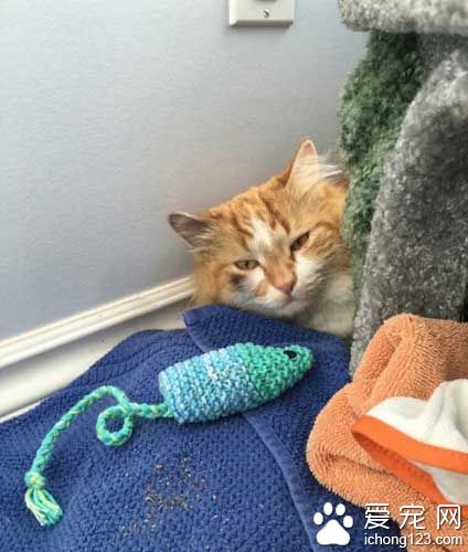 橘猫受困树上饱受惊吓 救援后终于放松并学着信任人