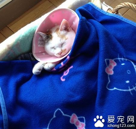 日本猫奴爱替主子穿衣打扮 其实背后是奴才满满的爱