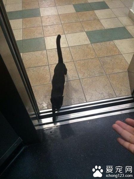网友搭电梯遇黑猫 到底它想去哪儿呢