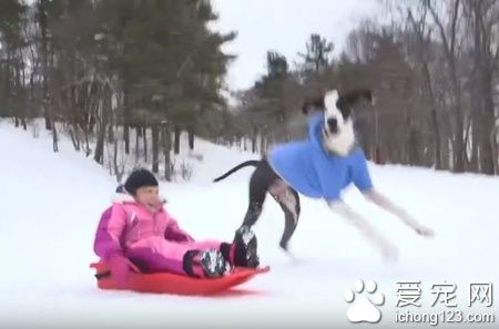 陪伴黏多醣症小女孩的服务犬乔治 得到了最棒的一天