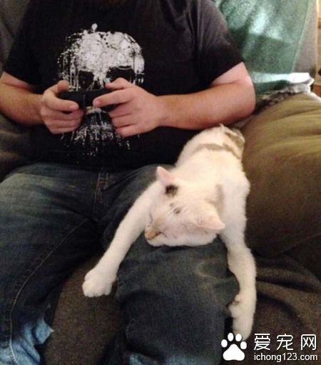 在德州猫咪避难所的志工 主要工作内容竟然这么梦幻