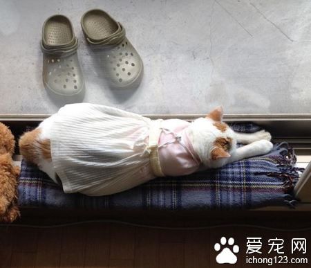 日本猫奴爱替主子穿衣打扮 其实背后是奴才满满的爱