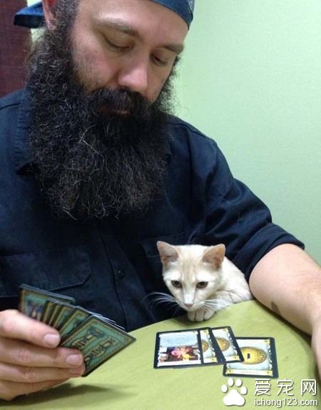 在德州猫咪避难所的志工 主要工作内容竟然这么梦幻