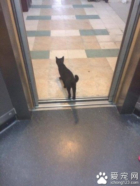 网友搭电梯遇黑猫 到底它想去哪儿呢