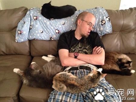 在德州猫咪避难所的志工 主要工作内容竟然这么梦幻