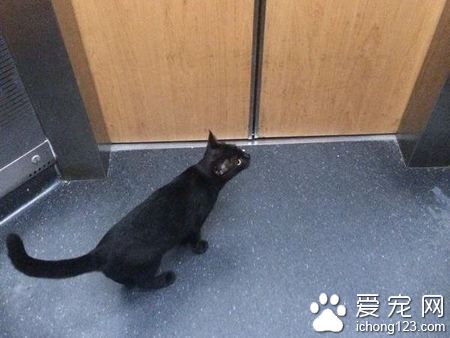 网友搭电梯遇黑猫 到底它想去哪儿呢