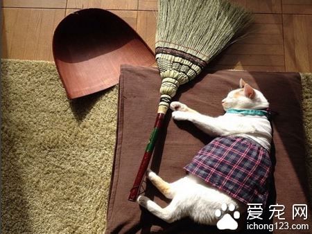日本猫奴爱替主子穿衣打扮 其实背后是奴才满满的爱