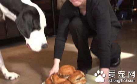 陪伴黏多醣症小女孩的服务犬乔治 得到了最棒的一天