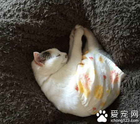 日本猫奴爱替主子穿衣打扮 其实背后是奴才满满的爱