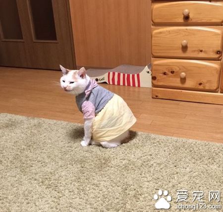 日本猫奴爱替主子穿衣打扮 其实背后是奴才满满的爱