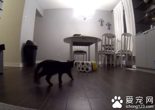 猫奴不在家把卫生纸放桌上，下场就是．．．．