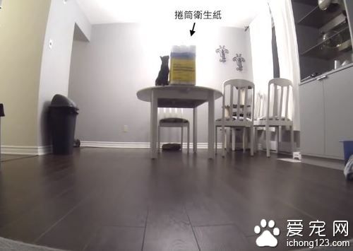 猫奴不在家把卫生纸放桌上，下场就是．．．．