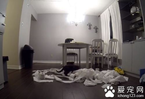 猫奴不在家把卫生纸放桌上，下场就是．．．．