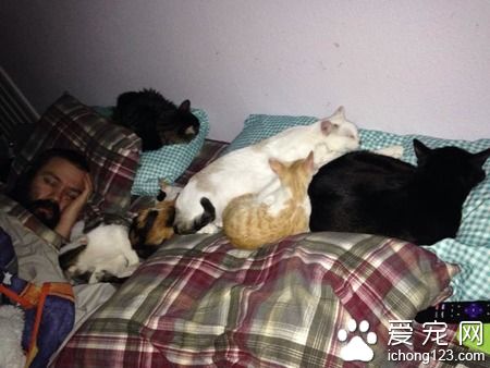 在德州猫咪避难所的志工 主要工作内容竟然这么梦幻