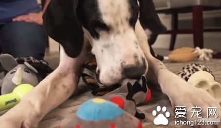 陪伴黏多醣症小女孩的服务犬乔治 得到了最棒的一天