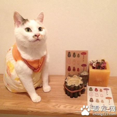 日本猫奴爱替主子穿衣打扮 其实背后是奴才满满的爱