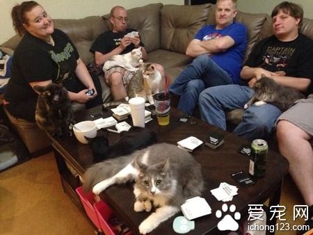 在德州猫咪避难所的志工 主要工作内容竟然这么梦幻