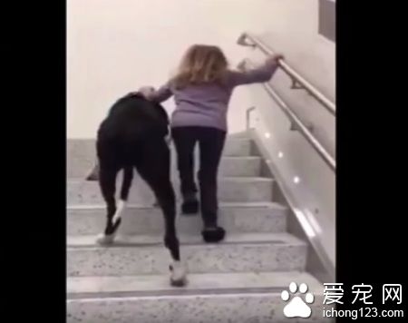 陪伴黏多醣症小女孩的服务犬乔治 得到了最棒的一天