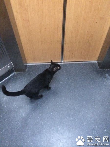 网友搭电梯遇黑猫 到底它想去哪儿呢