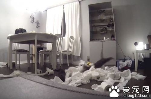 猫奴不在家把卫生纸放桌上，下场就是．．．．