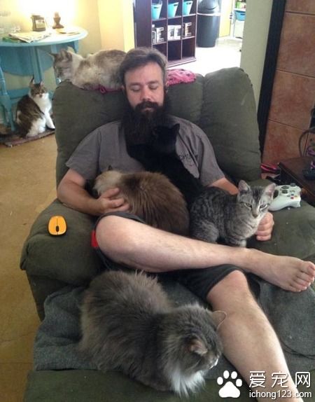 在德州猫咪避难所的志工 主要工作内容竟然这么梦幻