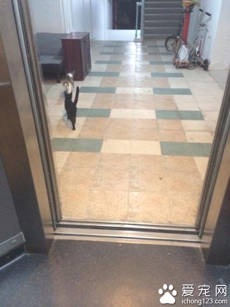 网友搭电梯遇黑猫 到底它想去哪儿呢